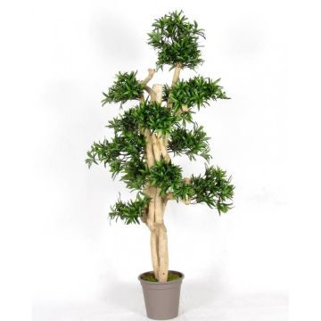 Dekorativ podocarpus MIRANA, naturstam, grön, 180cm - Tillverkad i Italien Dekorativ podocarpus MIRANA, naturstam, grön, 180cm - Tillverkad i Italien