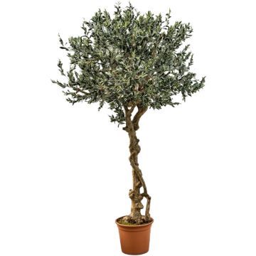 Konstgjord olivträd PLACIDO, äkta stam, med frukter, 275cm - Tillverkad i Italien Konstgjord olivträd PLACIDO, äkta stam, med frukter, 275cm - Tillverkad i Italien