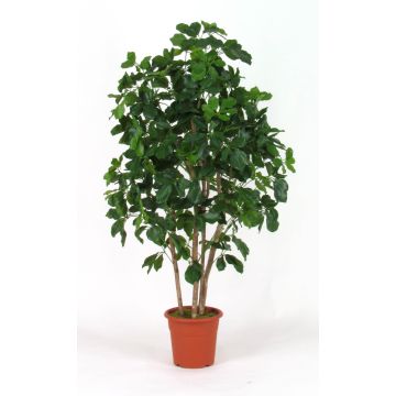 Konstgjord Schefflera NANETTE, äkta stammar, grön, 200cm - Tillverkad i Italien Konstgjord Schefflera NANETTE, äkta stammar, grön, 200cm - Tillverkad i Italien