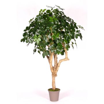Dekorativ Schefflera SOLIDA, äkta stam, grön, 200cm - Tillverkad i Italien Dekorativ Schefflera SOLIDA, äkta stam, grön, 200cm - Tillverkad i Italien