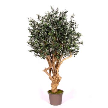 Konstgjord olivträd COTARIO, äkta stam, med frukter, 225cm - Tillverkad i Italien Konstgjord olivträd COTARIO, äkta stam, med frukter, 225cm - Tillverkad i Italien