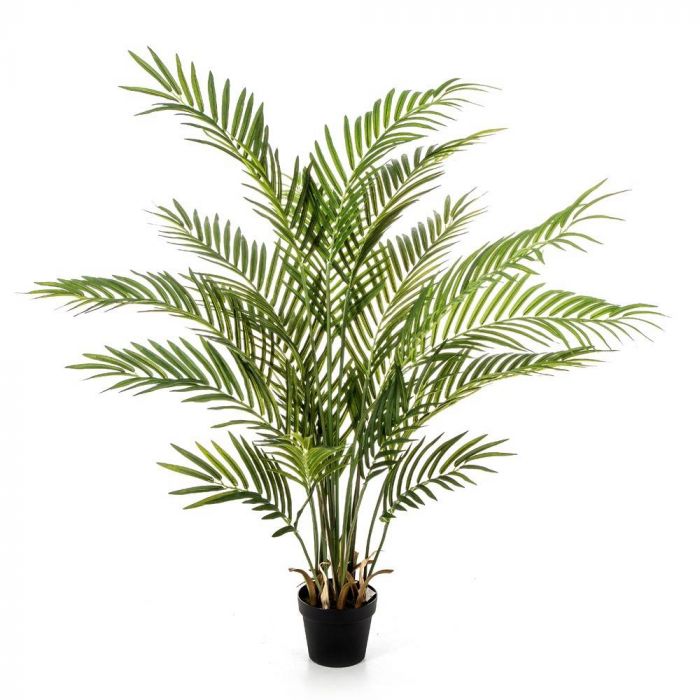Arecapalm