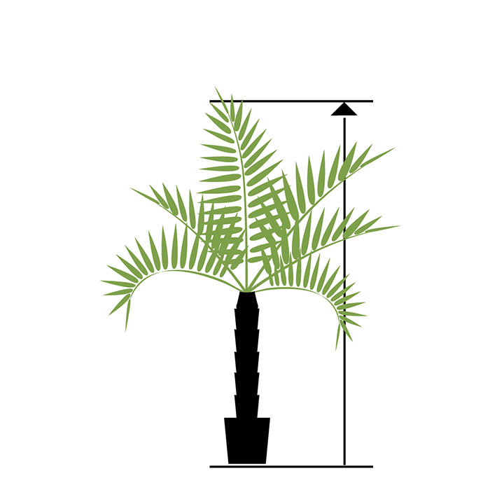 stora palmer från 200 cm
