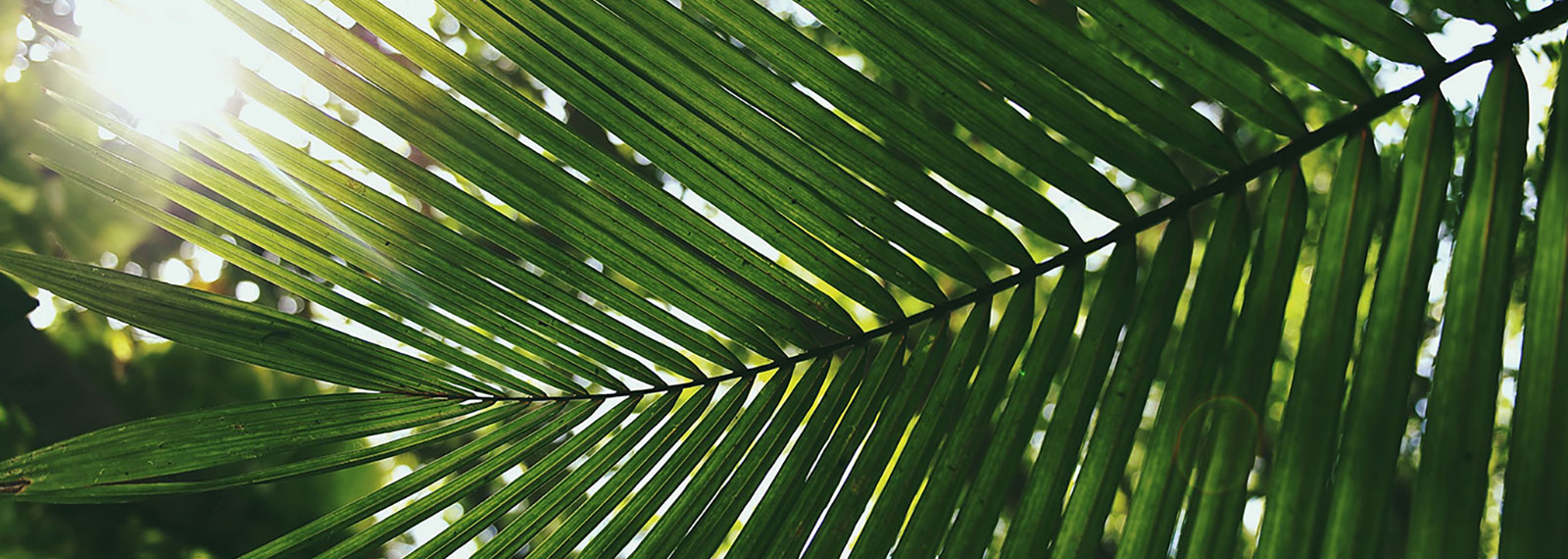 Konstgjorda palmblad