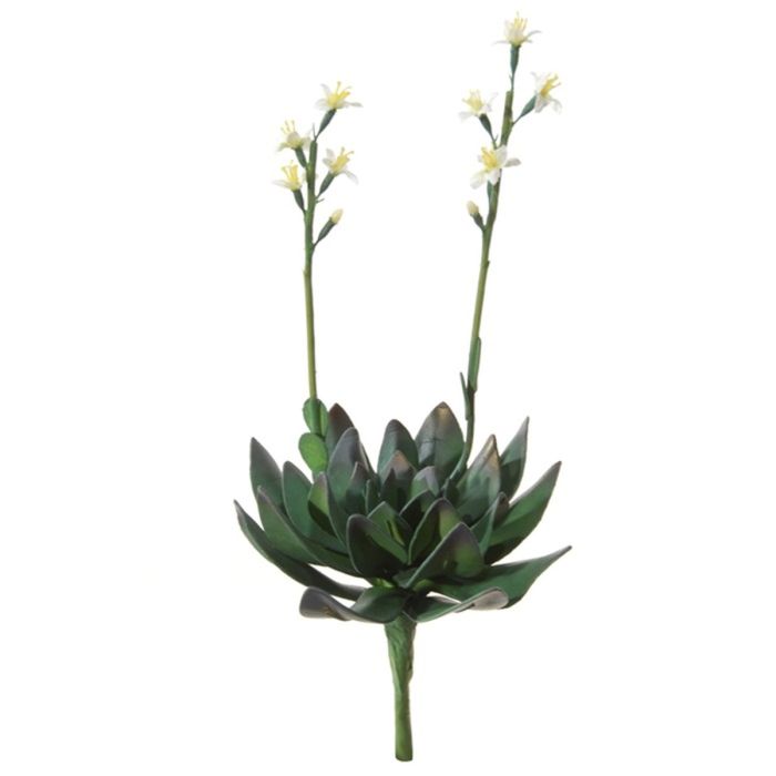 Aeonium