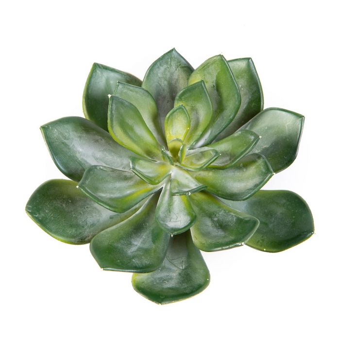 Echeveria