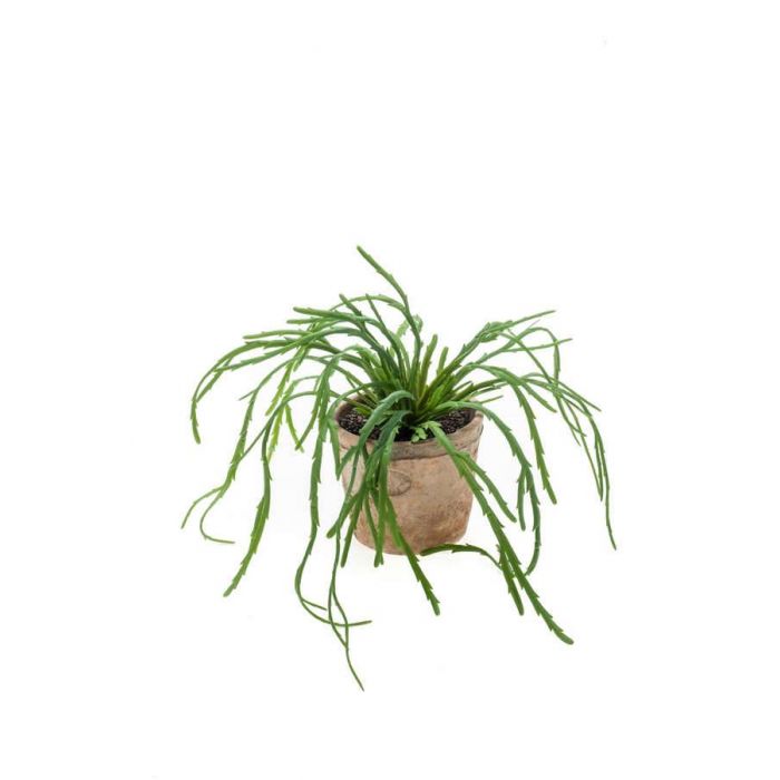 Rhipsalis