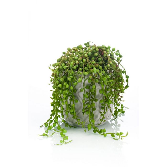 Senecio