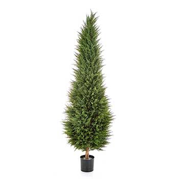 Cypress