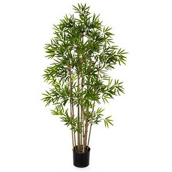 Bambu
