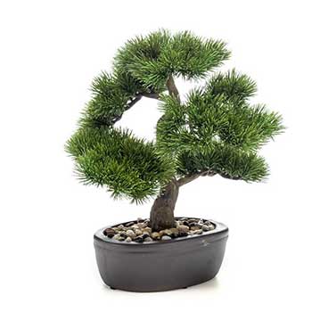 bonsai