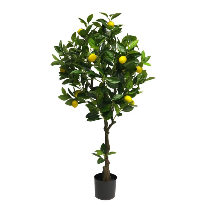 Citronträd
