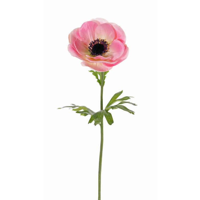 anemoner
