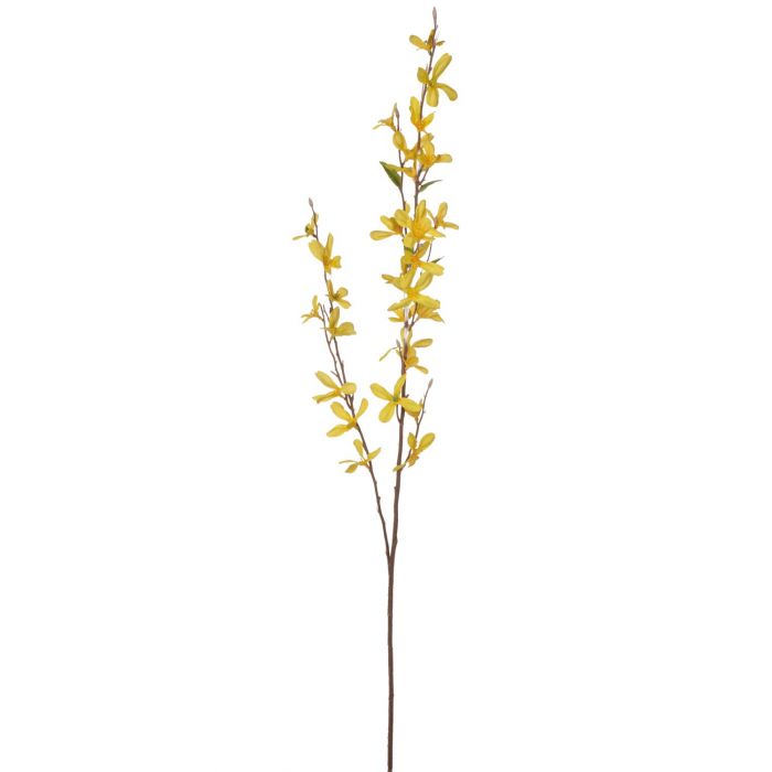 Forsythiakvistar