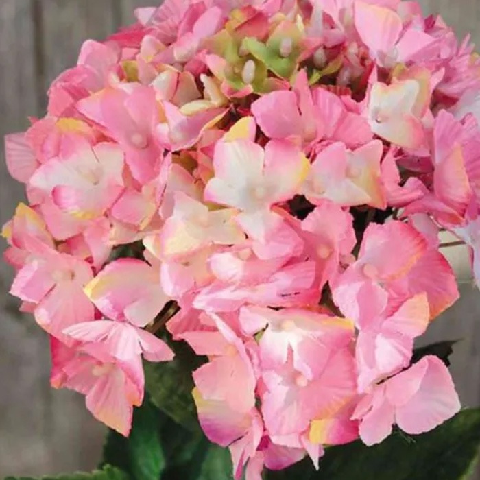 Rosa hortensior