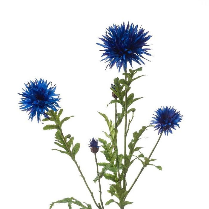 Blommor
