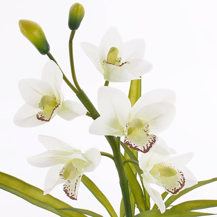 Cymbidium