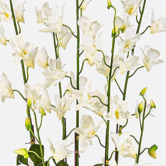 Dendrobium