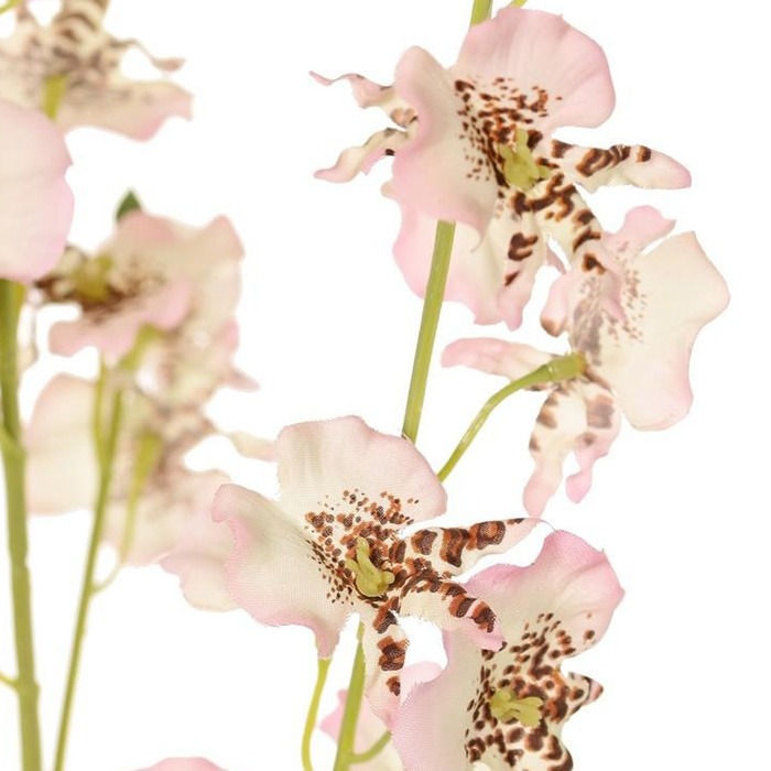 Oncidium