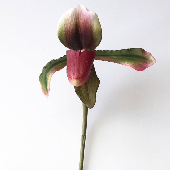 Paphiopedilum