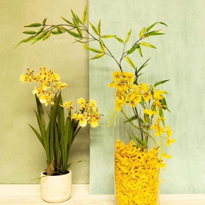 Yellow Felicity