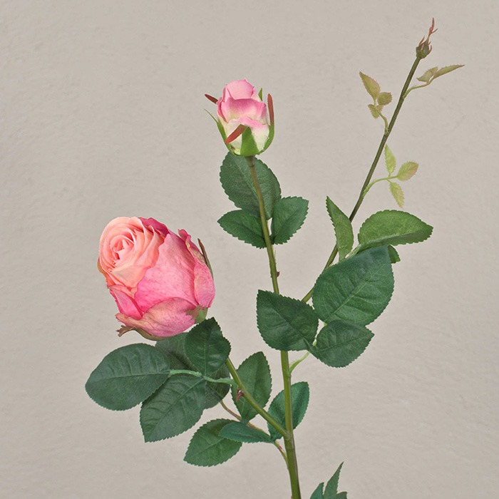 Rosenkvistar