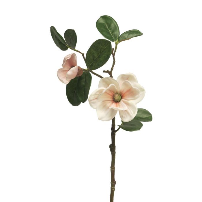 magnolior