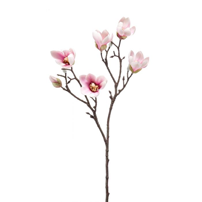 Magnoliagrenar