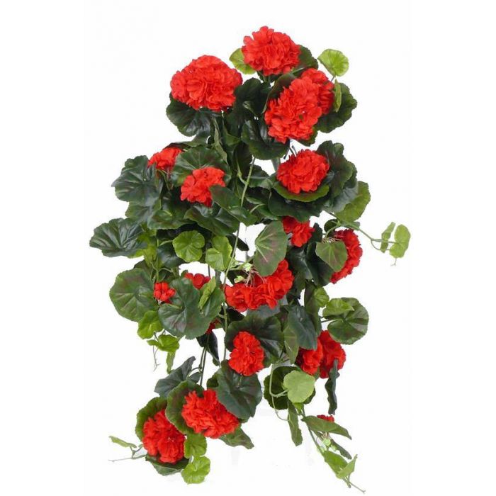 pelargoner