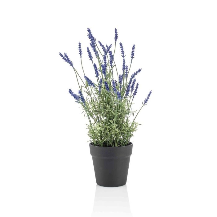 Lavendel