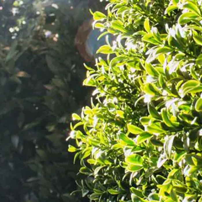 Sommar, sol, urblekt konstväxt? - Nej tack!