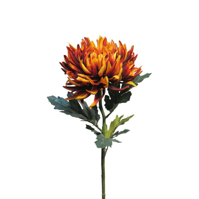 Krysantemum