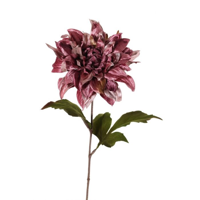 Dahlior